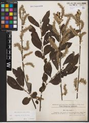 Foto von Salix caprea L. x Salix cinerea L.